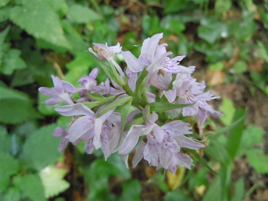 Lamiacea? No, Dactylorhiza fuchsii ?